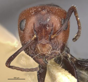 Media type: image;   Entomology 21538 Aspect: head frontal view